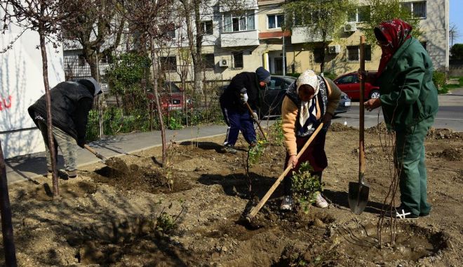 Sute de arbuști ornamentali, plantați de administrația locală în Constanța - sutedearbusti-1554760177.jpg