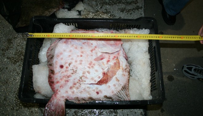 Sute de kilograme de calcan, descoperite la bordul unui pescador turcesc - sutedekilo-1401091715.jpg