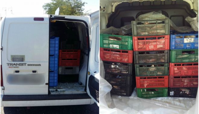 Sute de kilograme de pește braconat, confiscate de polițiștii de frontieră - sutedekilogramedepeste-1566150195.jpg