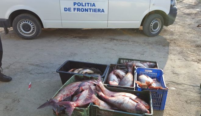 Sute de kilograme de pește, confiscate de polițiștii de frontieră - sutedekilogramedepeste-1583791176.jpg