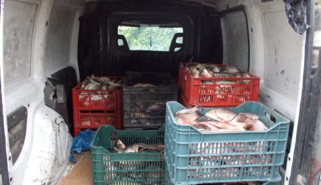 Sute de kilograme de pește, confiscate în zona Midia - sutedekilogramedepesteconfiscat-1412496769.jpg