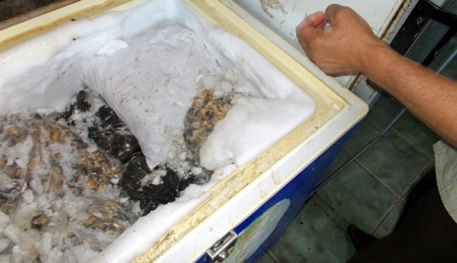 Sute de kilograme de melci de mare, confiscate de Garda de Coastă - sutedekilogramemelcimare2-1404321208.jpg