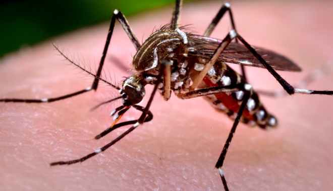 VIRUSUL ZIKA / Țânțari purtători ai unei bacterii au fost lansați pentru a combate virusul - t-1492682745.jpg