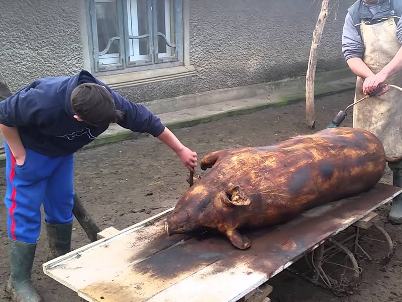 De necrezut! S-a dus să taie porcul, dar a ajuns să îl înjunghie pe partenerul de pahar - taiereaporcului-1765892432.webp