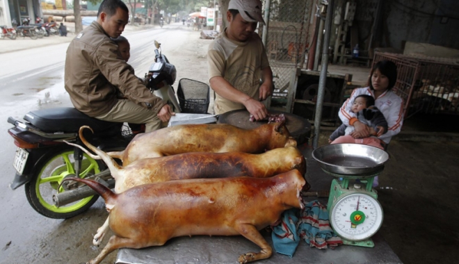 Taiwanul interzice sacrificarea  de câini și pisici  pentru consumul uman - taiwanulinterzice-1492001397.jpg