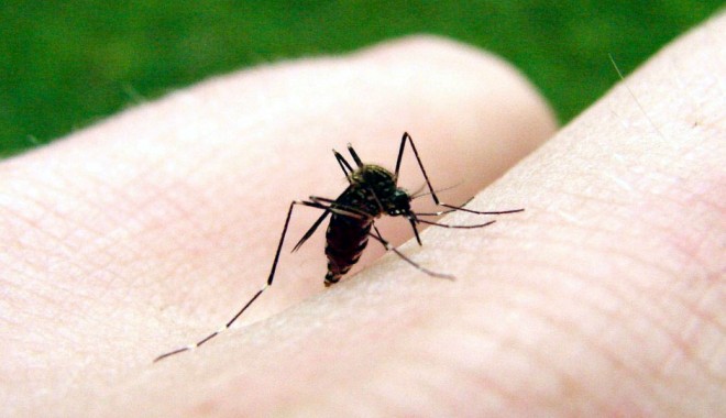 Remedii naturiste împotriva înțepăturilor de insecte - tantar-1344001776.jpg