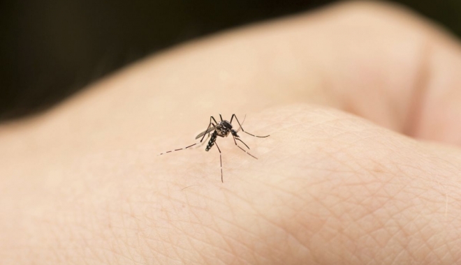 Țânțarii pot transmite virusul Zika - tantar-1502452088.jpg