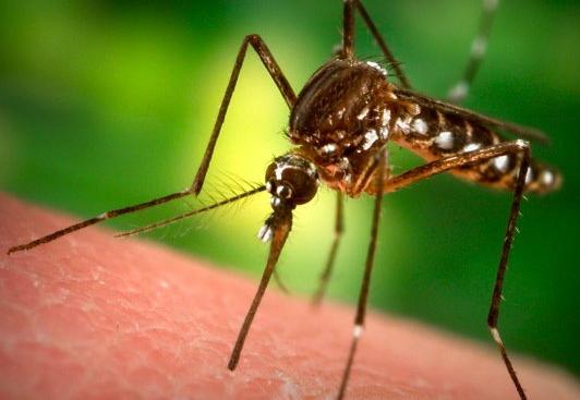 Primul caz de meningită West Nile, confirmat la Constanța - tantar2020west20nile273-1313655937.jpg