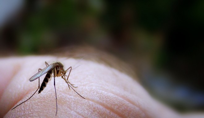 Metode naturale de a scăpa de țânțari - tantari-1339430237.jpg
