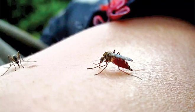 Virusul transmis prin înțepăturile de țânțar a mai făcut o victimă. O femeie a murit infectată cu virusul West Nile
