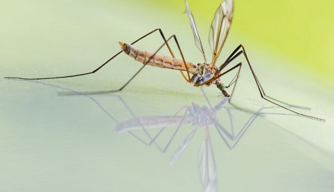 Țânțarii au devenit rezistenți la insecticidele folosite împotriva lor - tantari-1692725642.jpg