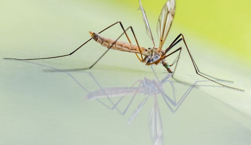 Un nou caz de infecție cu virusul West Nile a fost confirmat la Constanța - tantari-1726819378.jpg