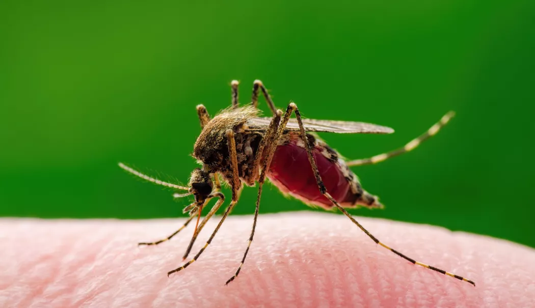 Foto - Căldura și țânțarii cresc riscul infectării cu virusul West Nile