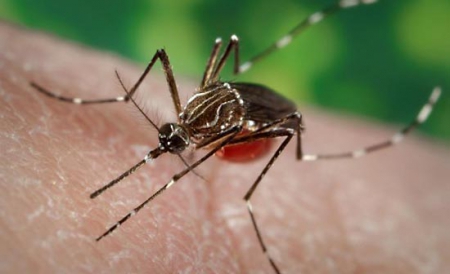 Febra letală dengue revine după 80 de ani în Grecia - tantariiinjecteazafricaingrecife-1346835421.jpg