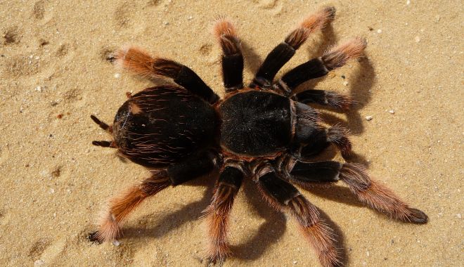 Peste 140 de tarantule, confiscate pe aeroportul din Bogota - tarantulebogota-1649080703.jpg
