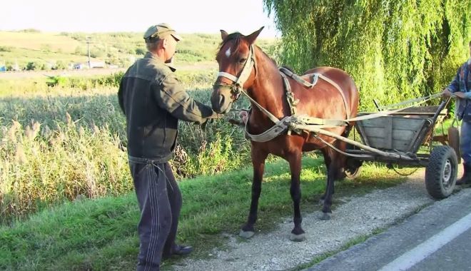 Ţăranul şi comunicarea cu animalele - taranulsicomunicarea-1663003210.jpg