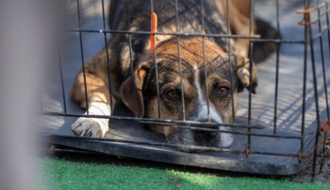 Târg online de adopții organizat pe Facebook de ASPA pentru cățeii bătrâni - targ-1667920175.jpg