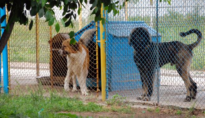 Târg de adopție a câinilor comunitari, la Mangalia - targdeadoptieacainilorcomunitari-1431613461.jpg