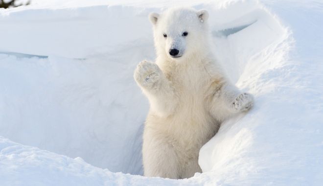 Tata era urs polar? - tataeraurspolar-1623673350.jpg