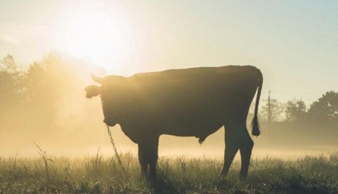 Un bărbat din Alba a murit, după ce a fost atacat de un taur din gospodăria sa - taur-1633707339.jpg
