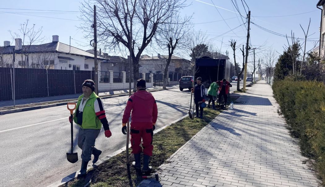 Primăria Techirghiol, acţiune de plantare de arbori în localitate - techirghiol-plantare-1741705653.jpg