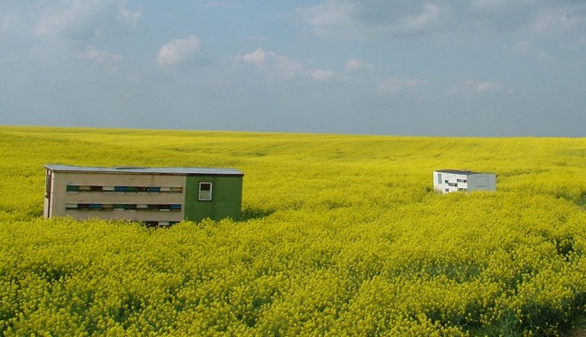Două companii britanice vor să investească în terenuri agricole în România - teren-1363174079.jpg