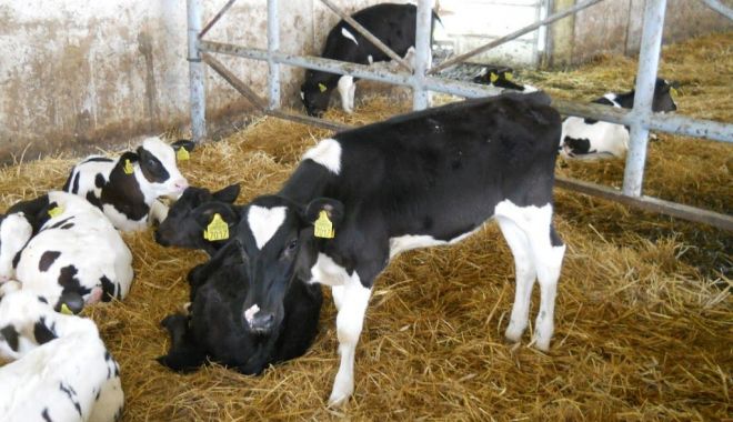 Termen final pentru crescătorii de animale - termenfinal-1628274079.jpg