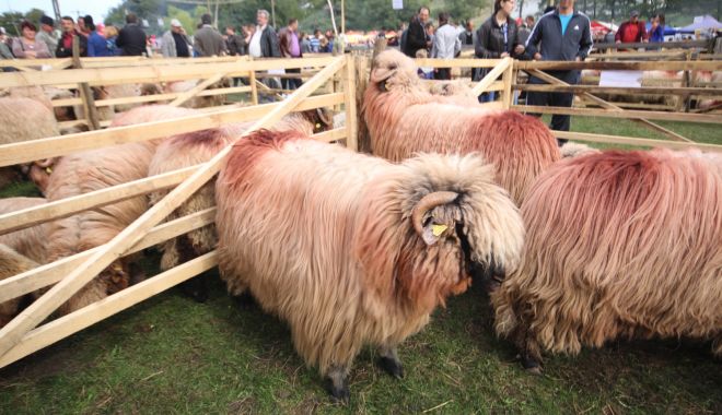 Teste gratuite pentru scrapie la ovine și caprine - testelegratuitepentruscrapie-1594544785.jpg