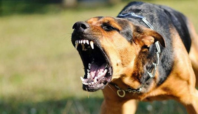 Dosar penal pe numele proprietarei câinilor care au atacat și mutilat trei persoane - thedogbiteinjuryadvocates-1515969158.jpg