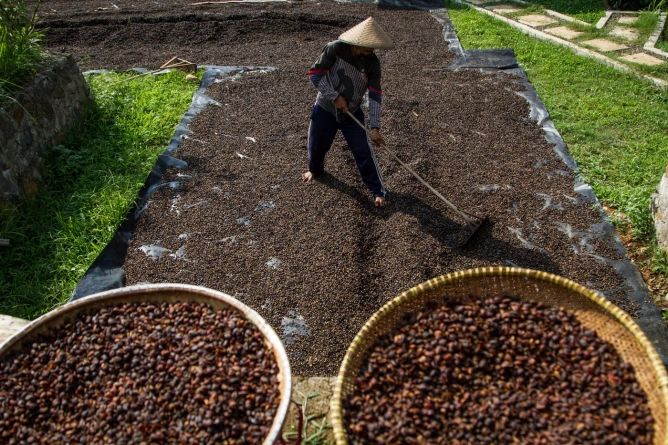 Prețul cafelei arabica a atins un nivel record, cel mai mare din ultimii 50 de ani - thumbnaillarge67583f3297441profi-1734203108.jpg