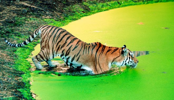 Imagini spectaculoase cu un tigru siberian care înoată într-un lac de smarald - tigru1-1628336637.jpg