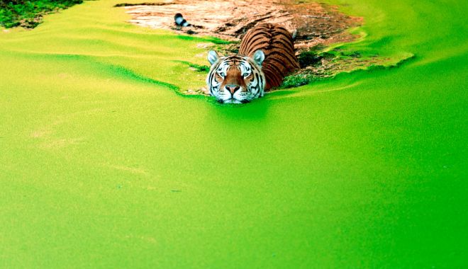 Imagini spectaculoase cu un tigru siberian care înoată într-un lac de smarald - tigru2-1628336677.jpg