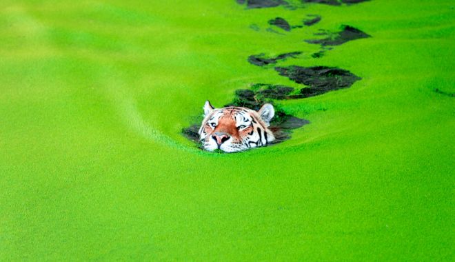 Imagini spectaculoase cu un tigru siberian care înoată într-un lac de smarald - tigru3-1628336694.jpg