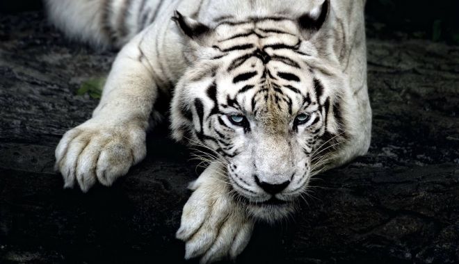 Îngrijitor de la o grădină zoologică, sfâșiat de un exemplar rar de tigru alb - tigrualb32caa19c9403bb3c-1539069863.jpg