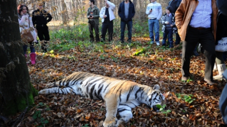 Dosar penal, după uciderea tigrului de la Sibiu - tigruimpuscat20131290079183500-1323858148.jpg