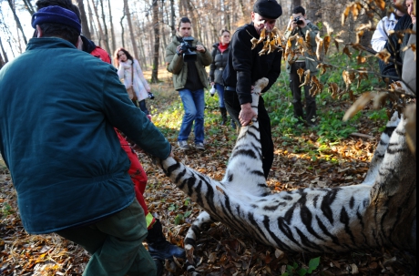 Cadavrul tigrului de la Sibiu pleacă la Universitatea Babeș Bolyai - tigruimpuscat332952400-1323879832.jpg