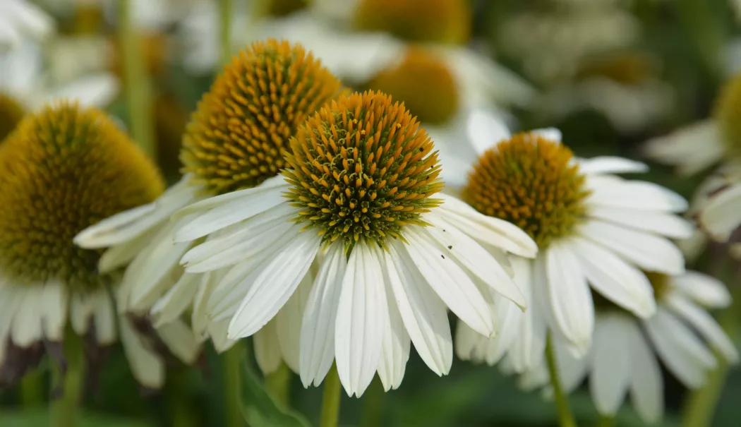 Tinctura de echinacea nu este recomandată persoanelor cu boli autoimune - tinctura-1766918518.webp