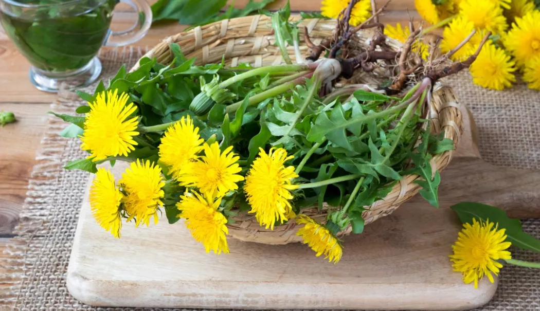Tinctura de păpădie, sprijin natural pentru digestie și detoxifiere