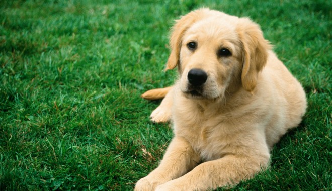 Ce arată respirația dificilă a câinelui - tireddog375335-1344363770.jpg
