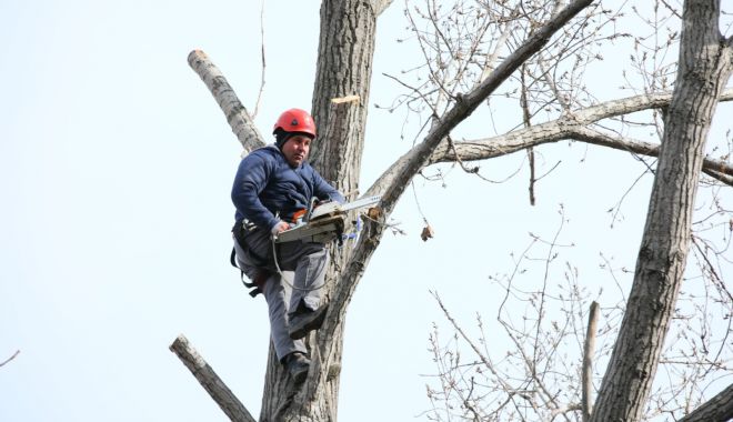 Administrația locală continuă toaletarea arborilor din Constanța - toaletarea-1584126357.jpg