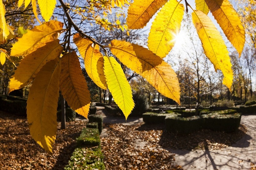 Meteorologii anunţă temperaturi peste cele obişnuite, până la jumătatea lui decembrie - toamna-1764918865.jpg