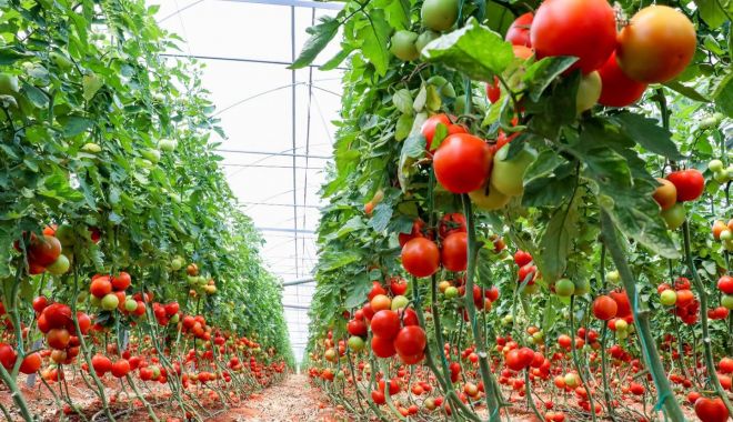 Primele rezultate în ancheta legumelor cu pesticide din bazinul legumicol Glodeanu-Sărat au fost date publicității. Ce indică probele