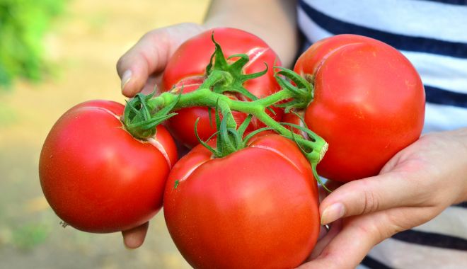 SCANDALUL TOMATELOR / O REACȚIE LA CARE NU NE AȘTEPTAM - tomatefoartefrumoase-1529477816.jpg