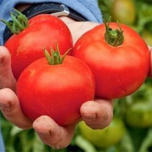 Tomatele românești intră pe piață - tomateleraomanestipepiata-1494258464.jpg