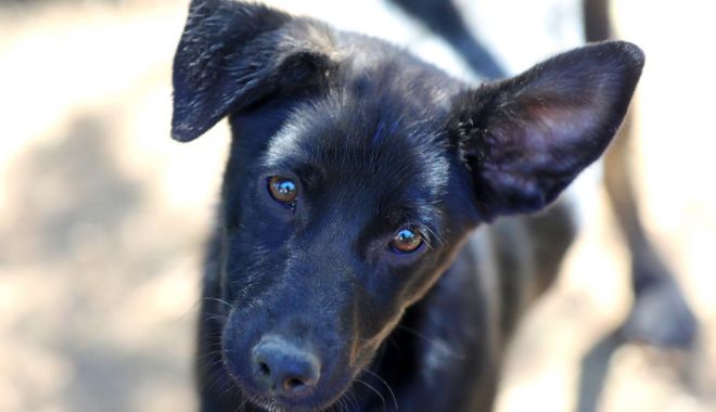 Toto așteaptă să fie luat acasă. Adoptați un câine și vă alegeți cu un prieten pe viață!