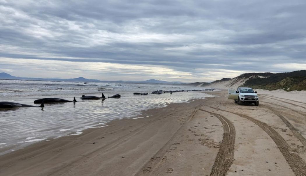 Tragedie ecologică fără margini. Peste 150 de balene au eșuat pe o plajă și nu mai pot fi salvate - tragedieecologicainaustraliapest-1739950804.webp