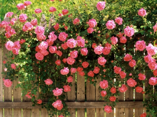 Cum se mențin cascadele florale ale trandafirilor - trandafiri-1314558168.jpg
