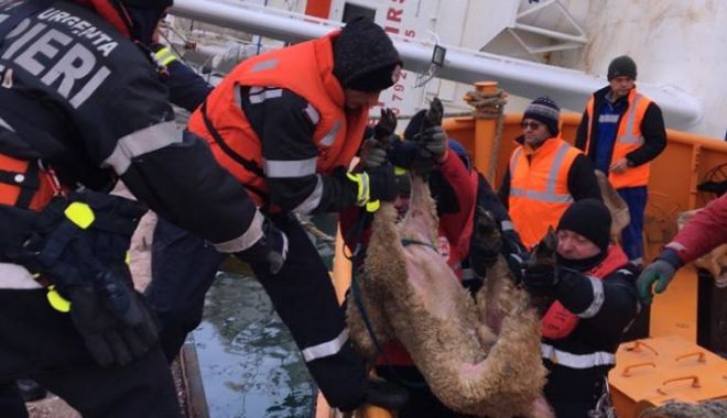 Exportul de animale vii, verificat mai drastic de veterinari! Un transport de 16.500 de ovine a fost reținut - transportanimaleopritveterinari-1575228455.jpg