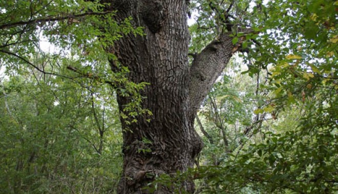 Traseul din aria naturală 