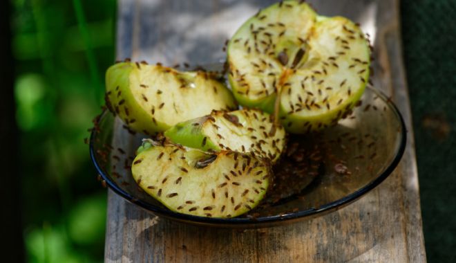 O nouă descoperire. Musculițele de fructe pot lupta împotriva tumorilor cerebrale - tratare-tumori-1710514673.jpg